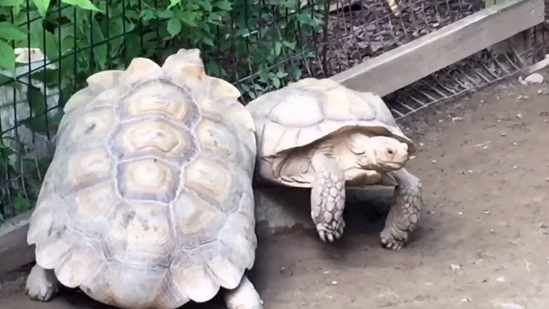 Hero in a half shell: Turtle rescues stuck buddy