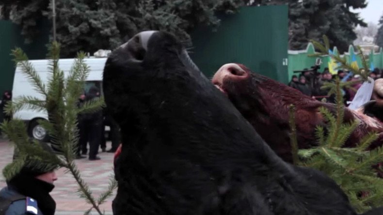 Cow heads hang on Xmas trees in Kiev as protesters descend on parliament (GRAPHIC VIDEO)