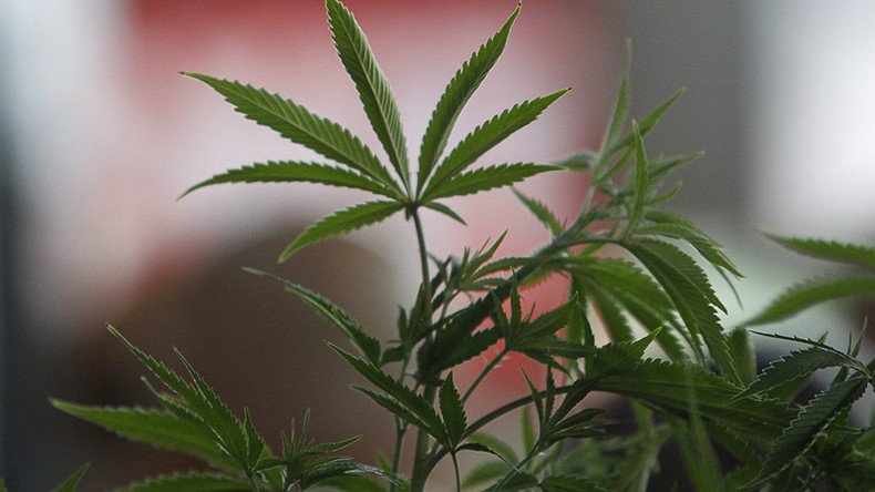 Detroit ‘family man’ planted bombs to defend marijuana plants – police