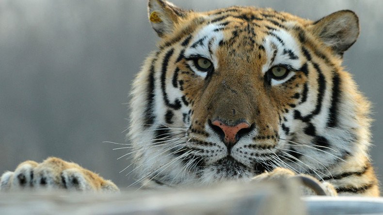 Man jumps into tiger enclosure at China zoo
