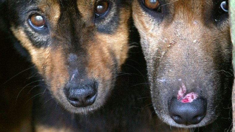 ‘Systematically’ shot and left for dead: Arkansas massacre of more than 60 dogs