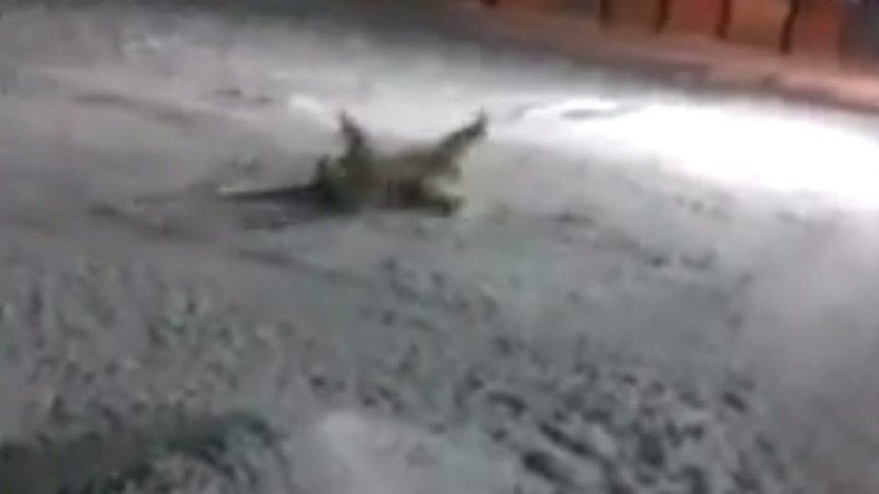 Polar bear fed firecracker in Russian Arctic (DISTURBING VIDEO)