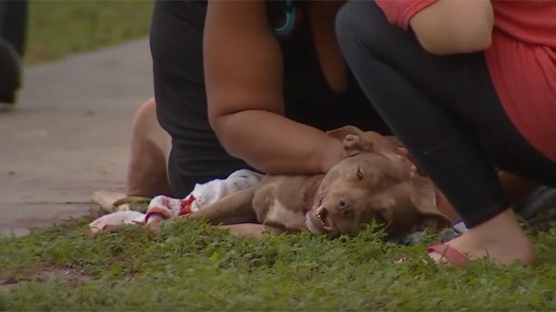 US pit bull dies protecting family from armed attacker