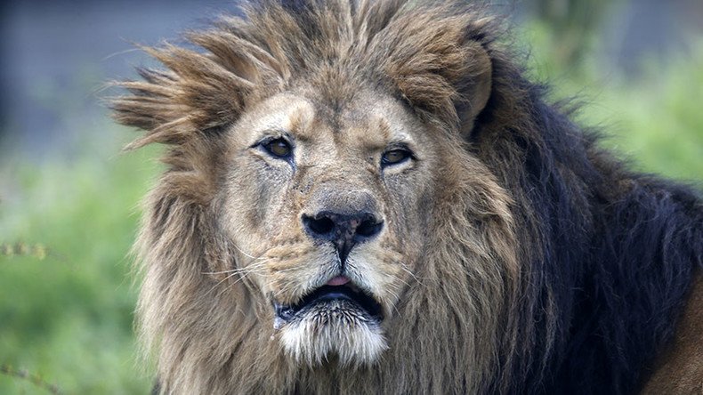 Big news for big cats: US adds African lions to endangered species list
