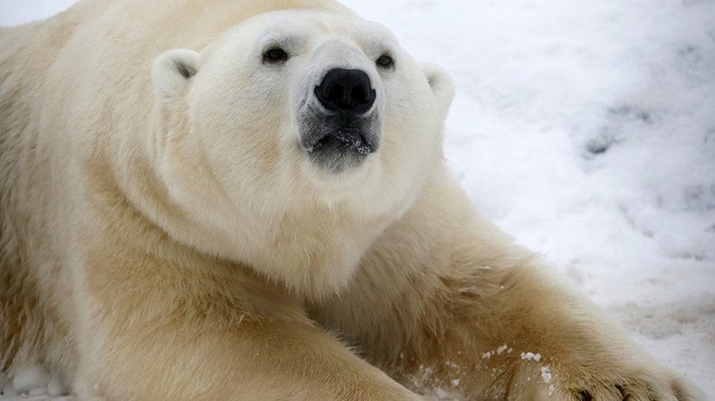 San Diego polar bears get snowy surprise: 26 tons of snow to play in (VIDEO)