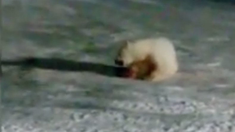 ‘Unimaginable cruelty’: Polar bear maimed by firecracker, unlikely in self-defense