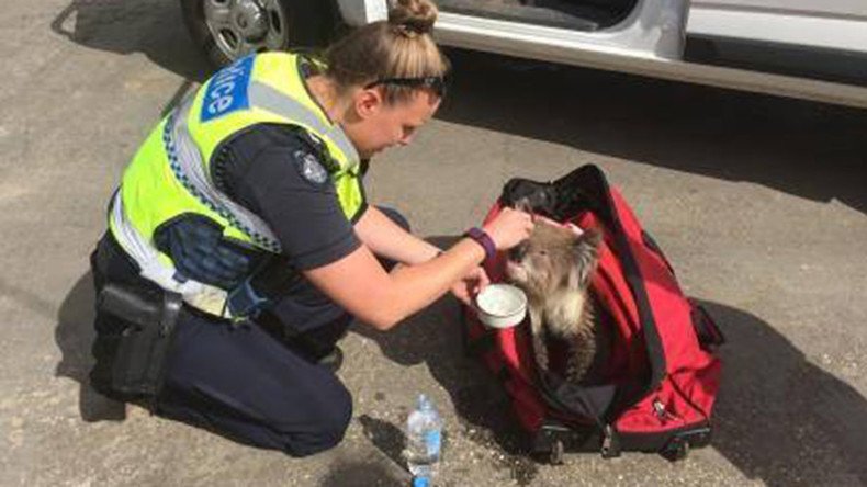Lucky koala rescued from Aussie bushfires, nicknamed Constable K Bear (VIDEO)