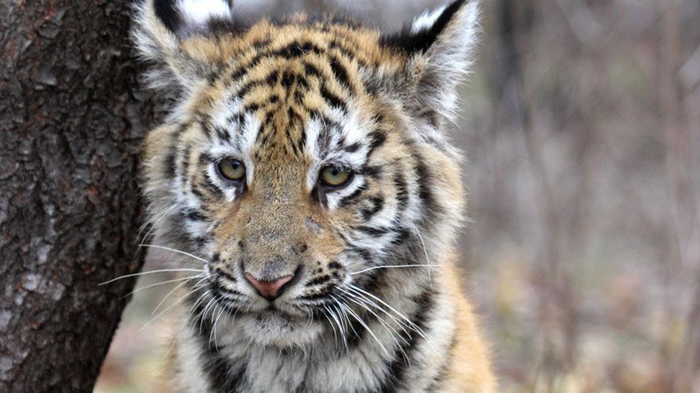 ‘It was exhausted’: 4-month-old orphaned tiger cub found by locals in Russian Far East