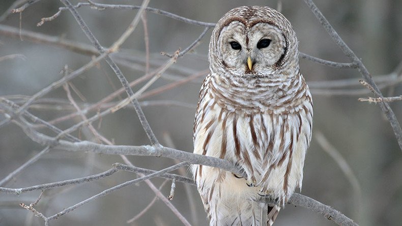 Owlcapone strikes again! Oregon attack owl returns with a new target – gov’t workers