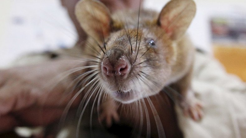 Rat on a plane! Rodent forces London-bound Air India flight to turn back