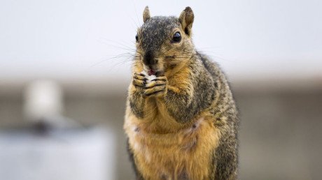 Squirrel gone nuts: US health officials issue warning