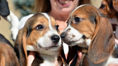 Newborn IVF pups mean there's hope for endangered animals