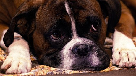 British couple who cloned their dog expecting 2 identical puppies