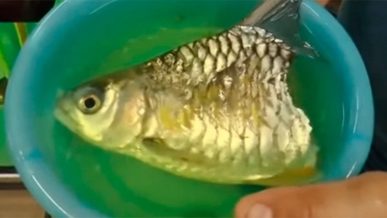 Clickbait: Freaky half-fish survives six months with no trunk or tail (VIDEO)