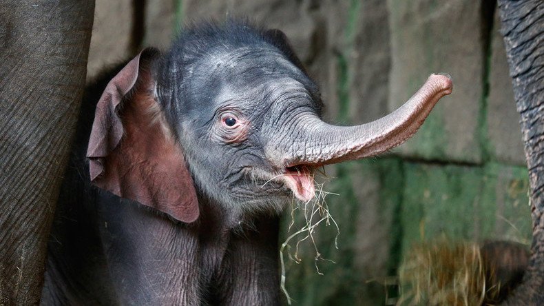 Zoo baby alert! 100kg ‘premie’ elephant makes debut in Berlin (VIDEO)