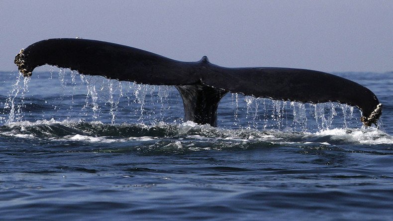 Moby trick: Giant whale on flatbed freaks Belgian internet 