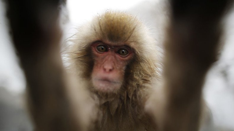 Selfie copyright claim: Monkey loses