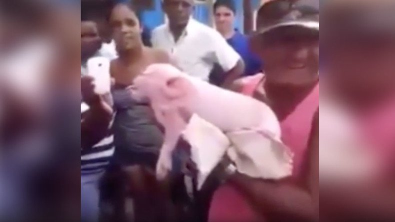 Monkeypig! Mutant pig with monkey face freaks Cuba (VIDEO)