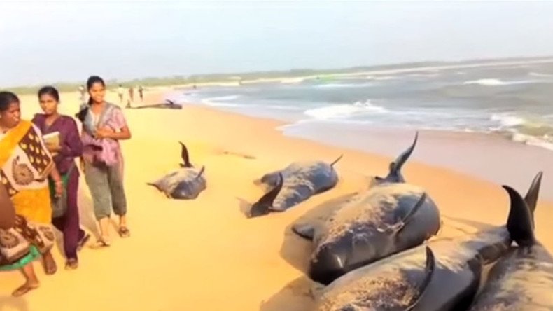 Mystery as locals race to rescue 100+ beached whales found on Indian shoreline