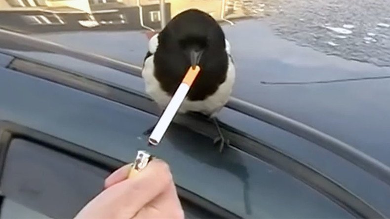 Bad birdies: Magpies caught on cheeky cigarette breaks