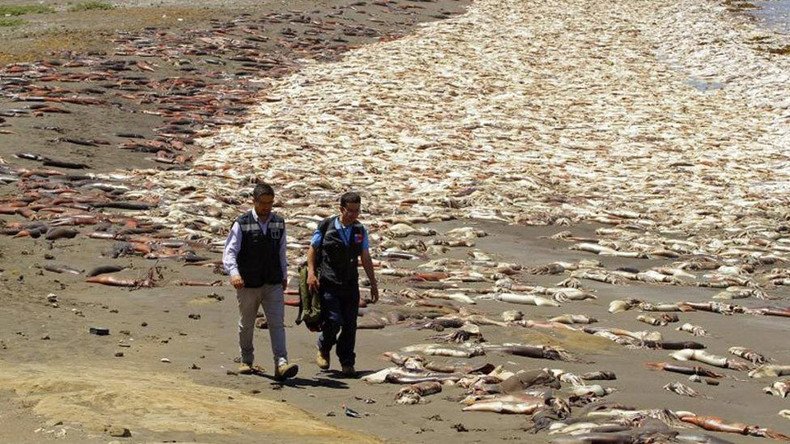 Cthulhu-geddon: Thousands of dead squid wash up on beach in Chile
