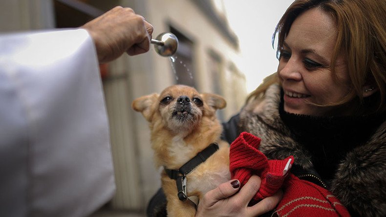 Baptism of fire: Animals run religious gauntlet to worship Saint