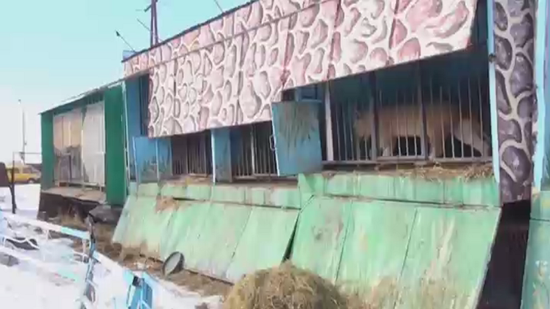 Lions, bears kept in horrifying conditions at abandoned Armenian zoo (VIDEO)
