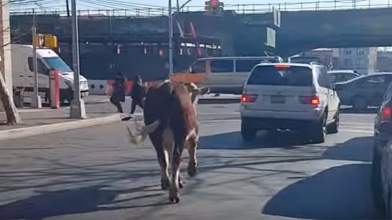 Brave Mooove: Cow escapes from slaughterhouse in Queens (VIDEO)