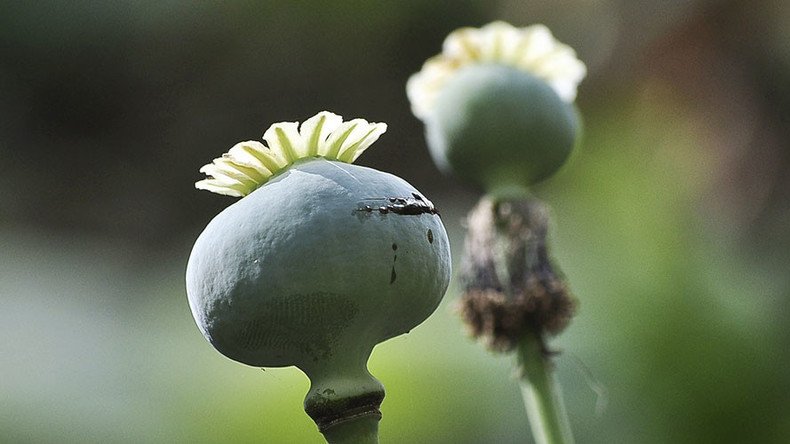 Poppycock! 35 Chinese restaurants probed for opium seasoning