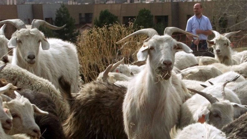 The men who drop in goats: US govt spent $6m bringing 9 animals to Afghanistan