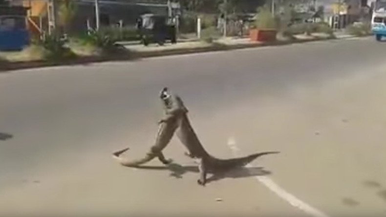 Leaping lizards! Epic reptile battle caught on video
