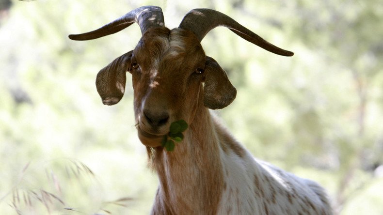 Police helicopter seeking source of ‘distressed’ wailing find… goat