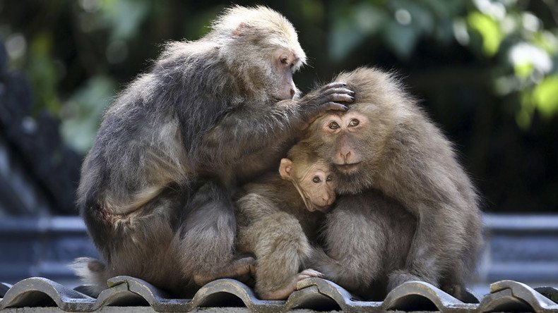 Chinese scientists create monkeys with autism gene