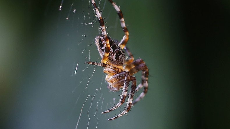 Arachnophobes beware: Scientists discover ‘behemoth’ spider