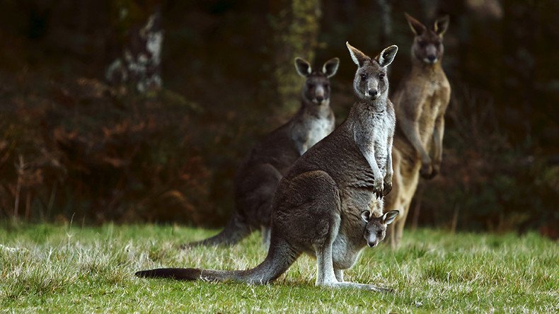 Australian teen accused of Anzac Day terror plot with ‘kangaroo bomb’