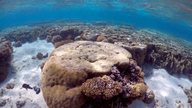 Luxury yacht of Microsoft’s co-founder rips up 80% of endangered coral reef in Caribbean