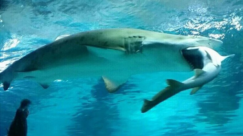 Surf n’ Turf war: Female shark eats male in aquarium attack (VIDEO)