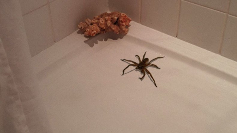 Not-so-itsy-bitsy spider found in shower becomes web sensation
