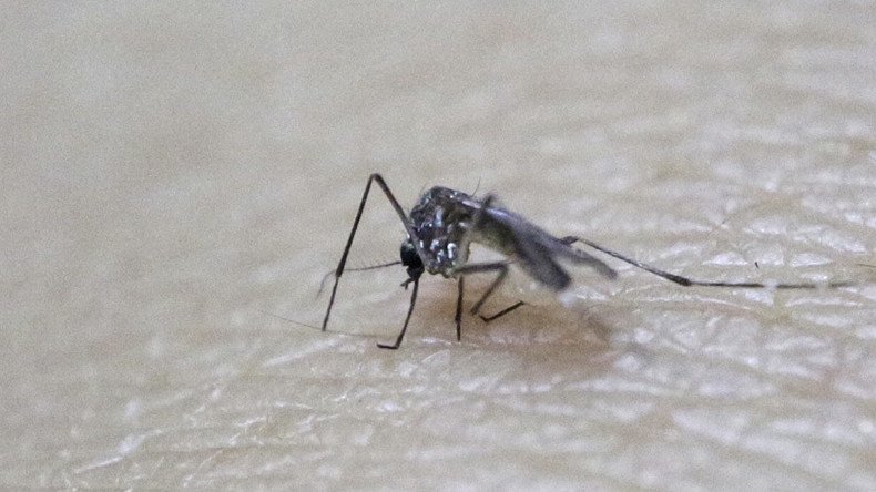 GMO mosquitoes could be cause of Zika outbreak, critics say