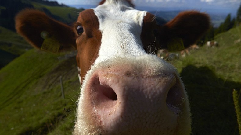 A new moo-vement: How clever cows are taking over the internet 