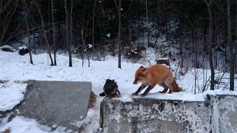 Clever fox teaches cat who’s the boss (VIDEO)
