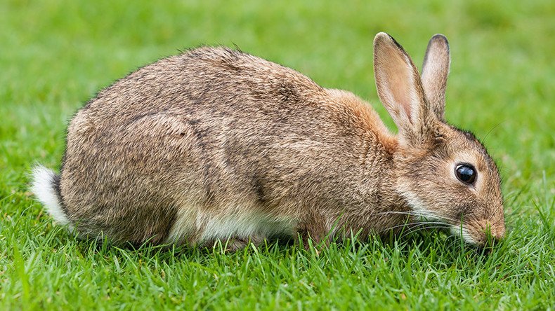 Silly rabbits getting spliffy on marijuana? DEA agent’s claim may not ...
