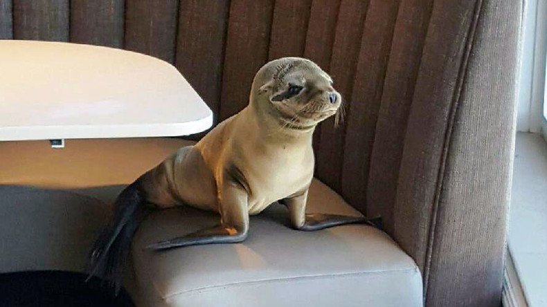 Table for one: Sea Lion takes booth at California restaurant (PHOTOS)