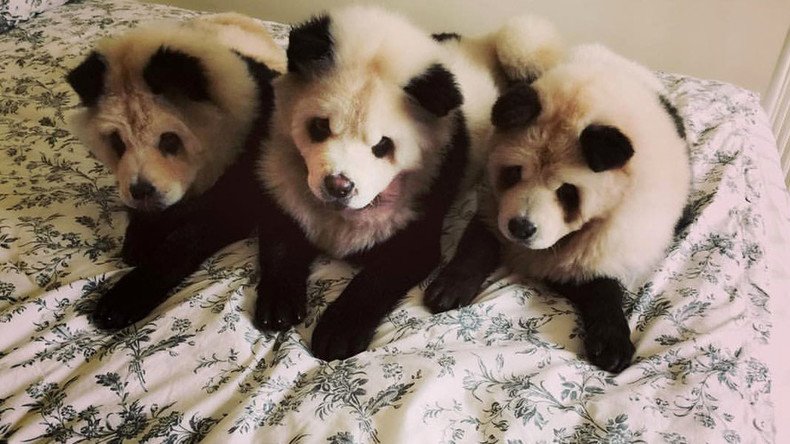 Panda dog: Singapore dyeing service called ‘cute’ and ‘cruel’