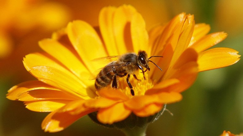Bee virus pandemic is human made, started with European bees - study 
