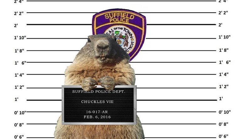 Police 'arrest' groundhog for ‘fraud’ after predicting early spring