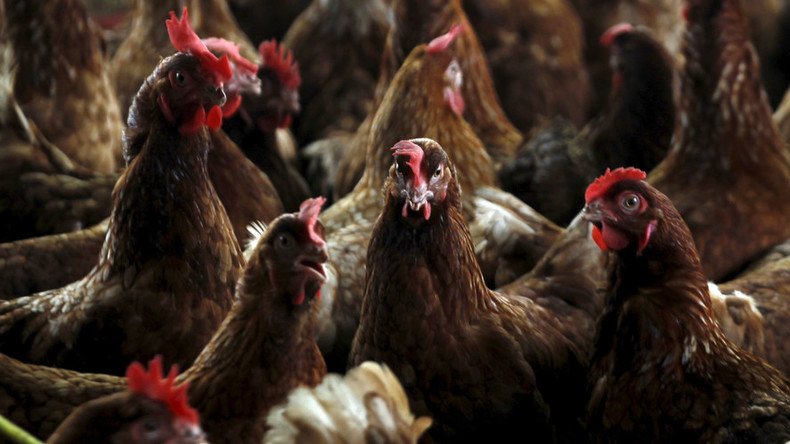UK poultry farmers STILL using antibiotics linked to rise of drug-resistant bacteria