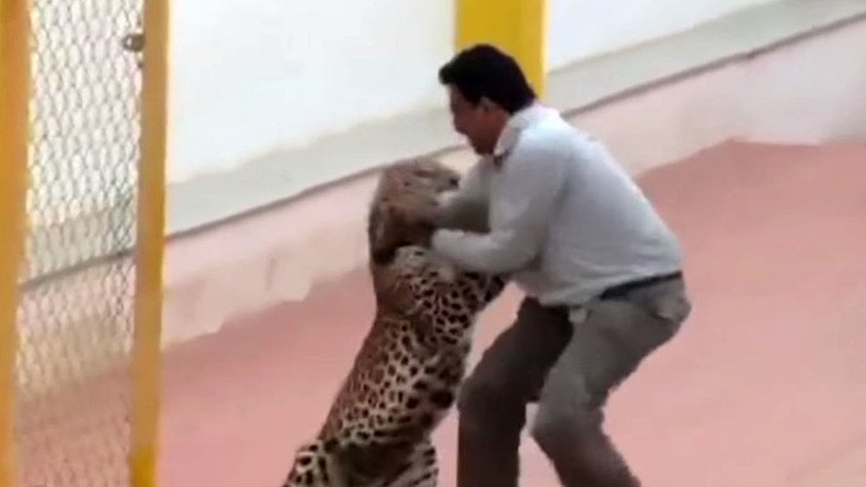 6 injured after leopard strays into school, attacks staff (VIDEO)