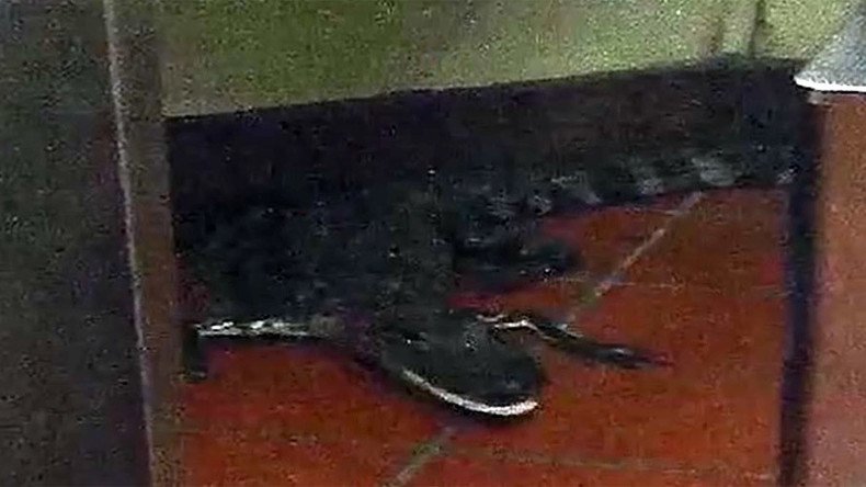 Croc-shock: Florida man arrested for throwing alligator through Wendy’s window