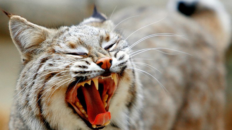 I can haz wild kitty? Ohio Supreme Court asked to rule on bobcat ownership